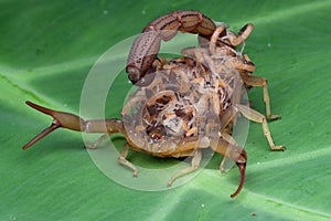 Hottentotta scorpion with babys on body
