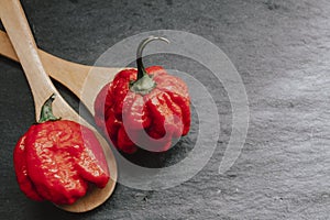 Hottest pepper in the world. Trinidad Scorpion Butch, thousands of times more spicy than Habanero. On black slate background, with