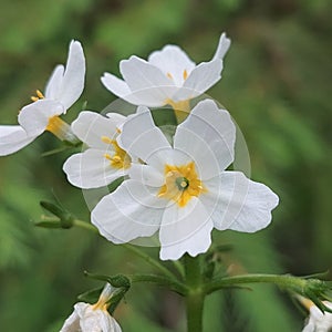 Hottonia palustris photo