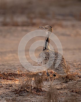 Houbara Bustard