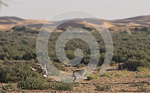 Houbara bustard chlamydotis undulata in a desert near dubai