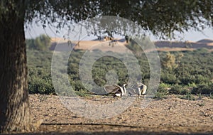 Houbara bustard chlamydotis undulata in a desert near dubai