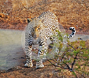 Houdini the leopard - South Africa