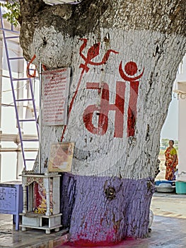 Hough neem tree trunk at Hinglaj Mata Temple at Hinglaj village