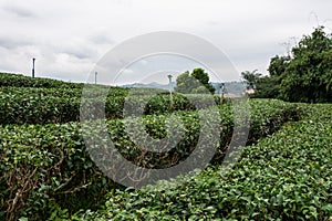 ?houi fong tea plantation with blue sky at Chiangrai province, Northern of Thailand