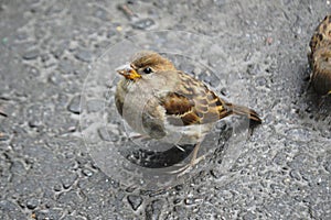 Houme sparrows in summer inaugust