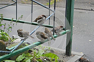 Houme sparrows in summer inaugust photo