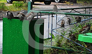 Houme sparrows in summer inaugust photo