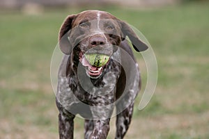 Hound with a ball