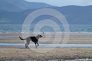 Deerhound on the beach