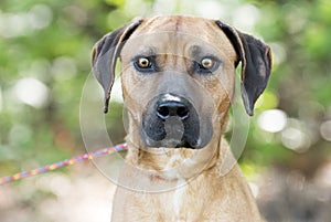 Hound Black Mouth Cur mix breed dog portrait