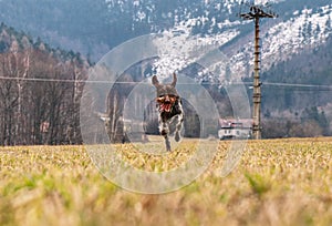 Hound, Bohemian Wire Haired Pointing Griffon is running straight to me on my order. She is so trained. Dog jumps with funny face.