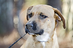 Hound Cur mixed breed dog with black muzzle