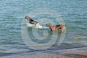Hound dog leaping in water with another standing by