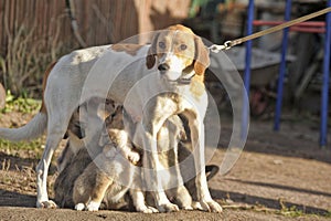Hound dog puppies feeding