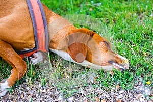 Hound Dog Sick After Sprayed by Skunk