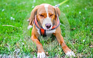 Hound Dog Sprayed by Skunk