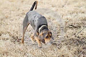 Hound dog tracking a scent