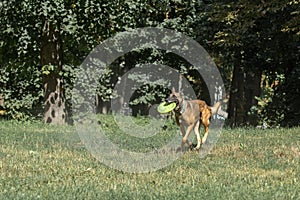 Hound dog on training with a frisbee