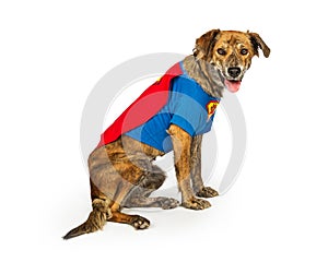 Hound Dog Wearing Superhero Costume