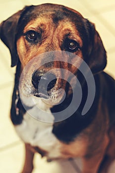 Hound Dog on a White Tile Floor