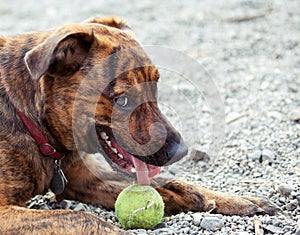 A hound enjoying his ball