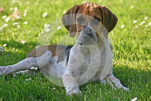 Hound puppy resting