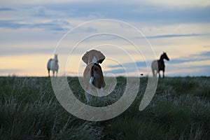 Hound puppy watching horses at sunset