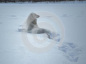 Hound Reposing in Deep Snow-bed