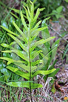 Hound's tongue Fern