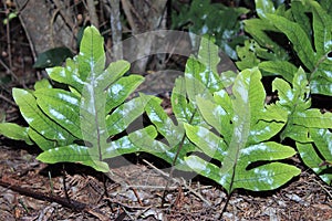 Hound's tongue Fern