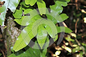 Hound's Tongue Fern