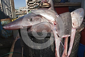Hound shark finning