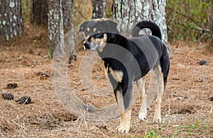 Hound shepherd cattledog mixed breed dog