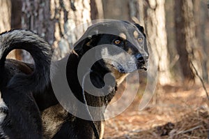 Hound shepherd cattledog mixed breed dog