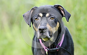 Hound shephered mixed breed dog with mange skin condition