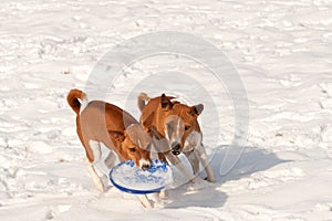 Hounds disputing ownership of a frisbee