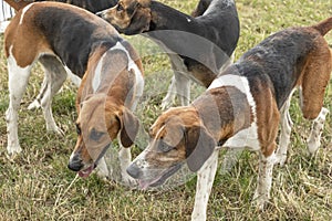Hounds from a hunting pack