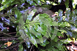 Hounds Tongue Fern photo