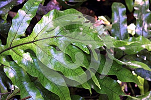 Hounds Tongue Fern photo