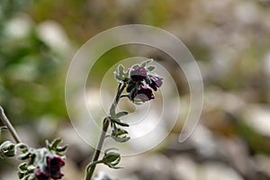 Houndstongue, Cynoglossum officinale