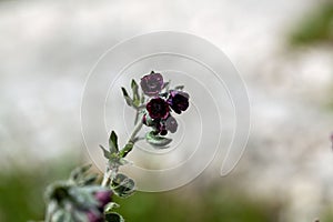 Houndstongue, Cynoglossum officinale