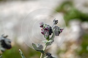 Houndstongue, Cynoglossum officinale