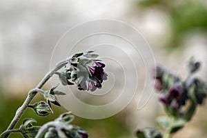 Houndstongue, Cynoglossum officinale