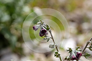 Houndstongue, Cynoglossum officinale