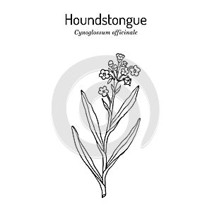 Houndstongue Cynoglossum officinale , medicinal plant