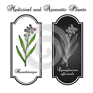 Houndstongue Cynoglossum officinale , medicinal plant
