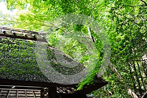 Hounen-in Temple of fresh verdure, Kyoto, Japan