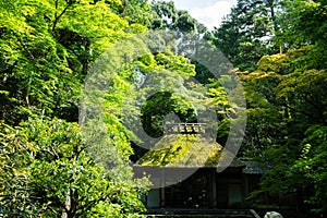 Hounen-in Temple of fresh verdure, Kyoto, Japan