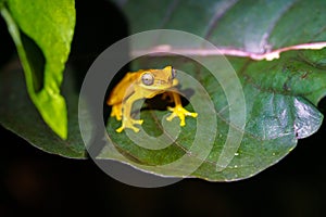 Hourglass Tree Frog (Dendropsophus ebraccatus) Costa Rica photo